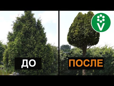 Видео: Как превратить огромную тую в эффектный штамб?