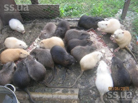 Видео: Покупка щенков нутрии Разведение и содержание в домашних условиях