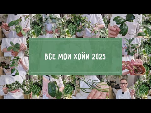 Видео: ХОЙИ. Большой весенний ОБЗОР 2025
