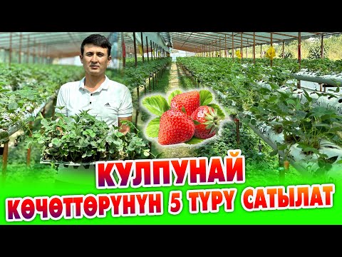 Видео: АРЗАН баада сапаттуу КУЛПУНАЙ кѳчѳттѳрүнүн 5 ТҮРҮ сатыкка чыкты ~ 300 миңден ашык кѳчѳт бар