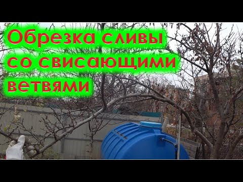 Видео: Обрезка сливы со свисающими ветвями