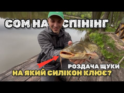 Видео: ЗЛОВИЛИ СОМА! ТРОФЕЙНА ЩУКА НА ТРОФЕЙНОМУ ОЗЕРІ! ЩУКА КЛЮЄ ПОСТІЙНО! КОРОП НА СПІНІНГ! 2025
