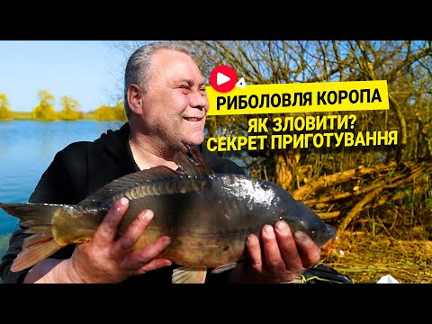 Видео: Найкращий день на риболовлі. Короп клював як божевільний. Як впіймати та секрети приготування?