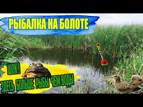 Видео: РЫБАЛКА НА БОЛОТЕ / ШОК ! ЗДЕСЬ БОЛЬШЕ РЫБЫ ЧЕМ ВОДЫ