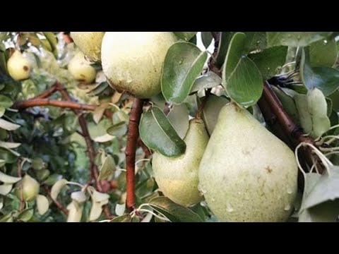 Видео: Груши Генерал Леклерк, Ноябрьская, Выжница в нашем саду. Супер урожайные яблони Элиза.