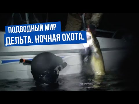 Видео: Подводный мир. Дельта. Ночная охота