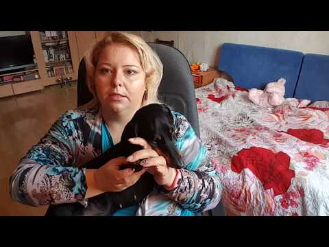 Видео: Как правильно выбрать щенка.