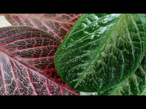 Видео: Такие листья, что и цветов не надо!