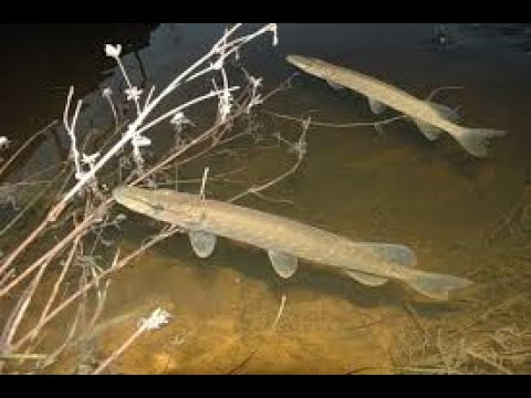 Видео: Ночная рыбалка острогой на болотных монстров!!! УЛОВ ШОКИРОВАЛ!!!