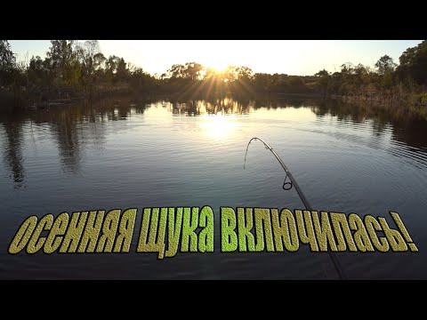 Видео: Отличный клёв щуки осенью! Рыбалка на спиннинг, с лодки, в конце сентября, на микроречке!