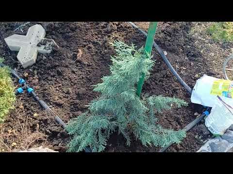 Видео: Сажаю ,подвязываю можжевельник.
