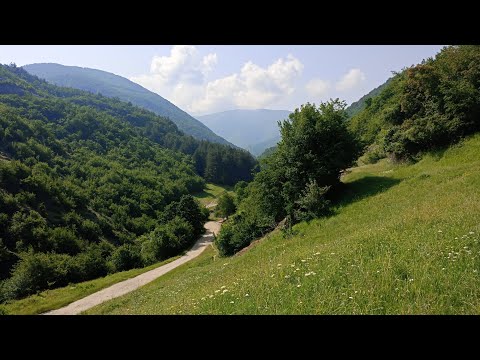 Видео: Разходка в Родопите,за билки🌲🍀🌼🍄