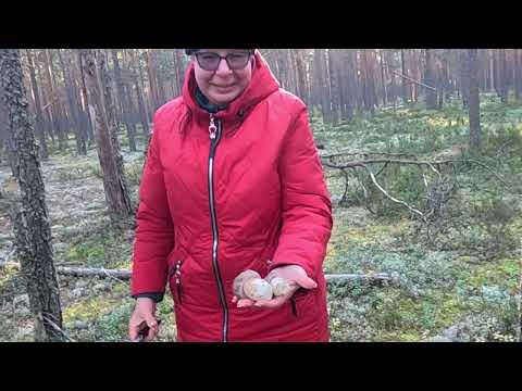 Видео: Самые самые распоследние боровички