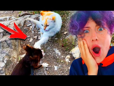 Видео: КОТ НАПАЛ НА ЮМИ! С СОБАКОЙ В ГОРЫ, КОРМИМ БЕЗДОМНЫХ КОШЕК, ЧИХУАХУА МОЖЕТ