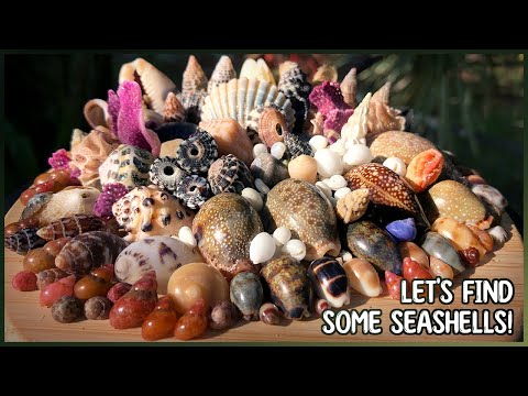 Видео: Огромный улов мини-ракушек с двух пляжей! Находим ракушки на берегу