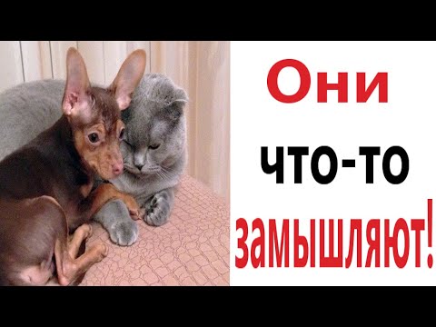 Видео: Лютые приколы. ОНИ ЧТО-ТО ЗАМЫШЛЯЮТ!!! САМОЕ смешное видео! РЖАКА до слёз! - Domi Show!