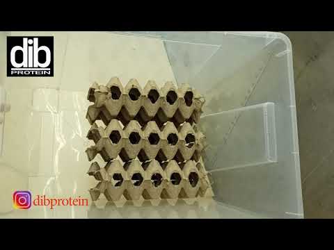 Видео: Как устроен контейнер для разведения сверчка