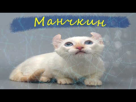 Видео: Munchkin Digital #1 / Подставы от Банды