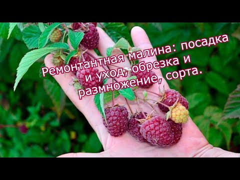 Видео: Ремонтантная малина : посадка и уход, обрезка и размножение, сорта.