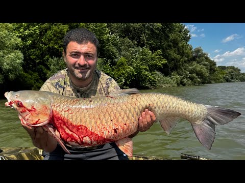 Видео: Амуры Монстры на 33кг Водятся в Реке Протока 🔥🔥🔥