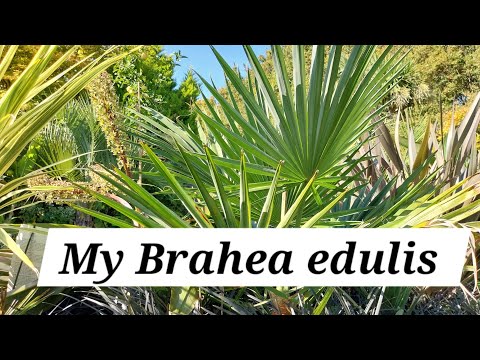 Видео: Brahea edulis обновление 2025
