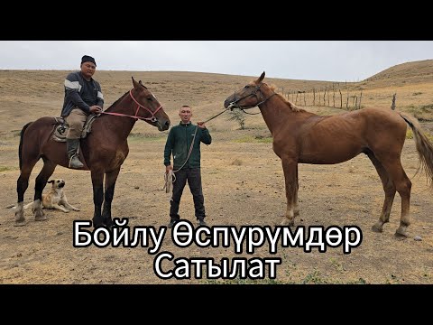 Видео: Бүгүн 2 октября 2025 Бойлуу өспүрүмдөр сатуга чыкты #атбазар #horse #жылкыбазар #арабскиелошади 