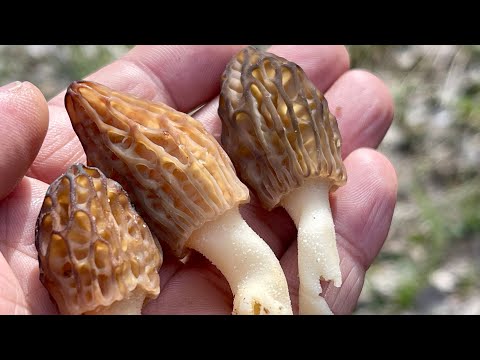 Видео: ГРИБЫ 2025! Весенние грибы в конце апреля