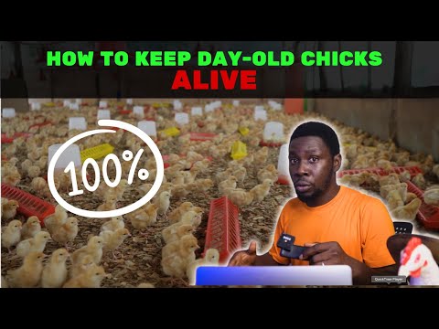 Видео: Правда о выживании суточных цыплят. Как сохранить цыплят ЖИВЫМИ