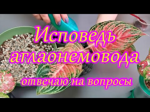 Видео: Исповедь аглаонемовода.Отвечаю на вопросы.