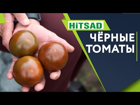 Видео: Вкусные Чёрные Помидоры 🍅 Лучший сорт Томатов Кумато 🍅  Советы Садоводам От Хитсад ТВ