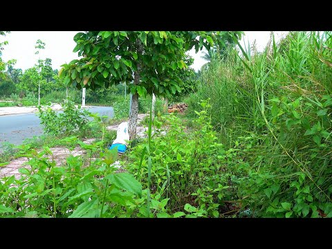Видео: Тротуары непригодны для использования - заросли сорняками, занимающими всю пешеходную дорожку.