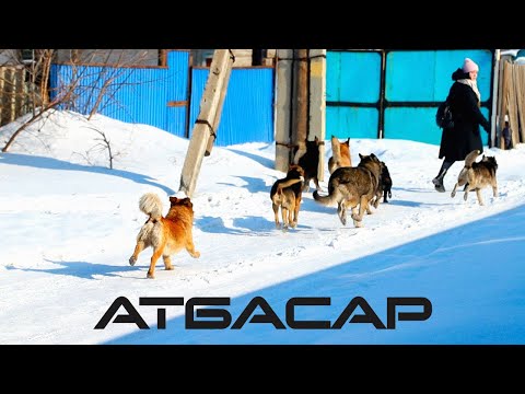 Видео: Атбасар. Улыбка акима против собак