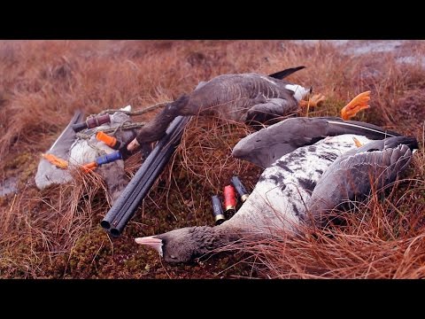 Видео: На гуся с мелкой дробью