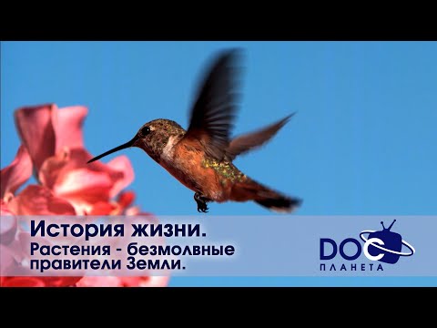 Видео: История жизни - Часть 1. Растения - безмолвные правители Земли  - Документальный фильм