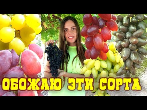 Видео: САМЫЕ ВКУСНЫЕ СОРТА ВИНОГРАДА В МИРЕ !!!