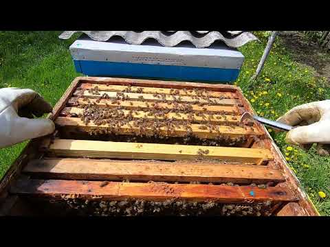 Видео: Самый простой отводок пчёл в мае! Часть #2 Cколько пчел осталось в неправильном отводке после слета!