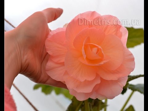 Видео: Клубневые бегонии, экскурсия по теплице