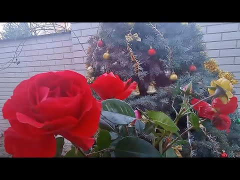 Видео: Январь - собираю букет из роз и срезаю гортензии.