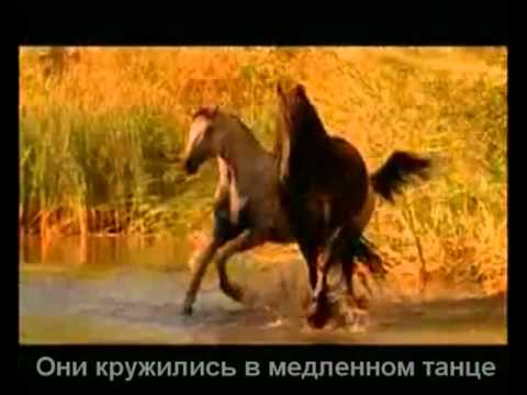 Видео: Красивая музыка о нежности и любви (Арабатский конь).mp4