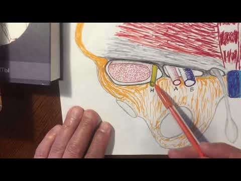 Видео: Аяқтың кан тамырлары мен нервтері  Лимфа түйіндері