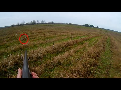 Видео: Охота на зайца 2020. Два зайца за 20 минут