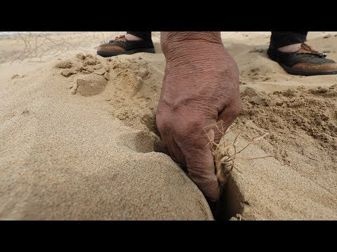 Видео: Как исчезают пустыни?