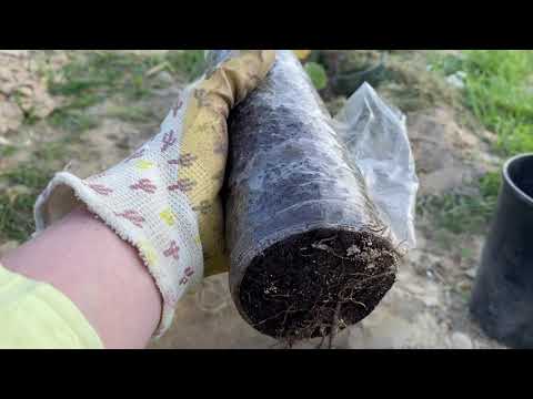 Видео: Висаджую вегетативну троянду