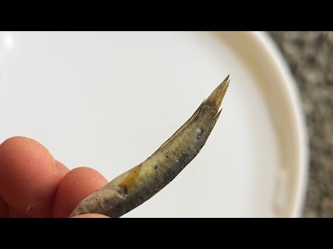 Видео: Ўлган илон балиқ личинкасини ташлаб юборишга шошилманг.