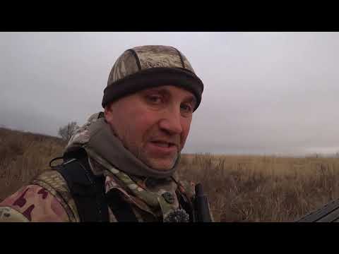 Видео: Охота на зайца, как пример начинающим зайчатникам