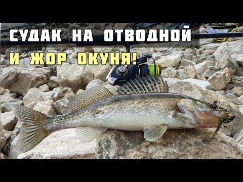 Видео: Судак на Отводной Поводок! Жор Окуня! Спиннинг с Берега, рыбалка в Тольятти Док