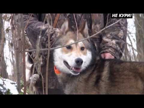 Видео: Охота на норку с лайками. Охота с лайкой . 2018