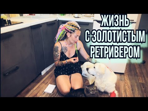 Видео: ЖИЗНЬ с ЗОЛОТИСТЫМ РЕТРИВЕРОМ. Плюсы и минусы. Будьте готовы к МИЛОТЕ😇😇😇