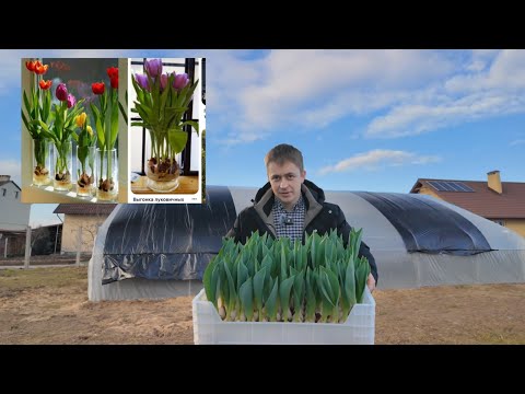 Видео: Тюльпаны 2025  промежуточный результат #васькапилот
