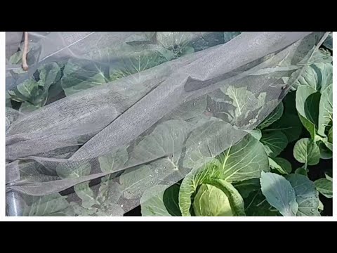 Видео: Результат експерименту з москітною сіткою для капусти ☝️